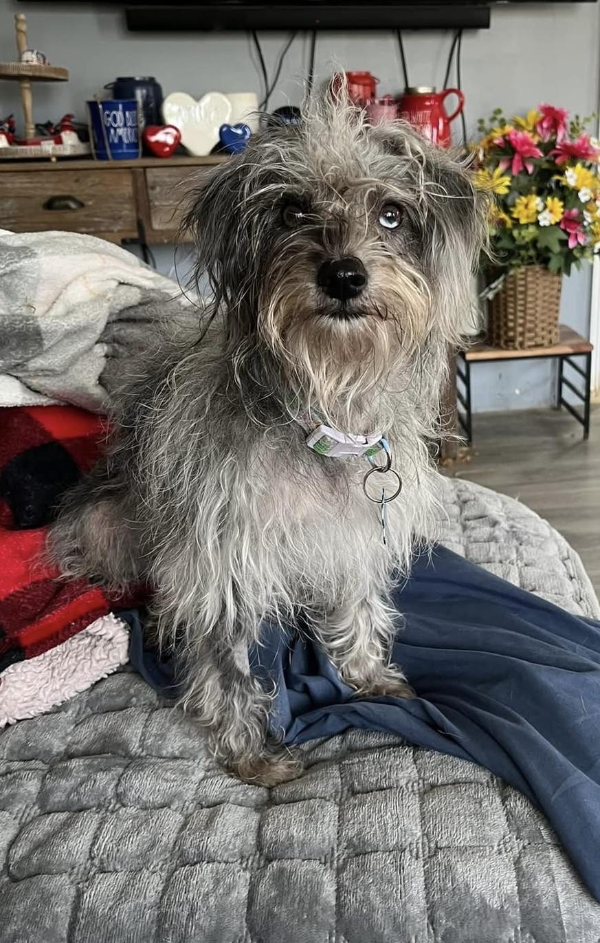 Moxie, an adopted mixed breed in Grosse Pointe Park, MI image 5/6