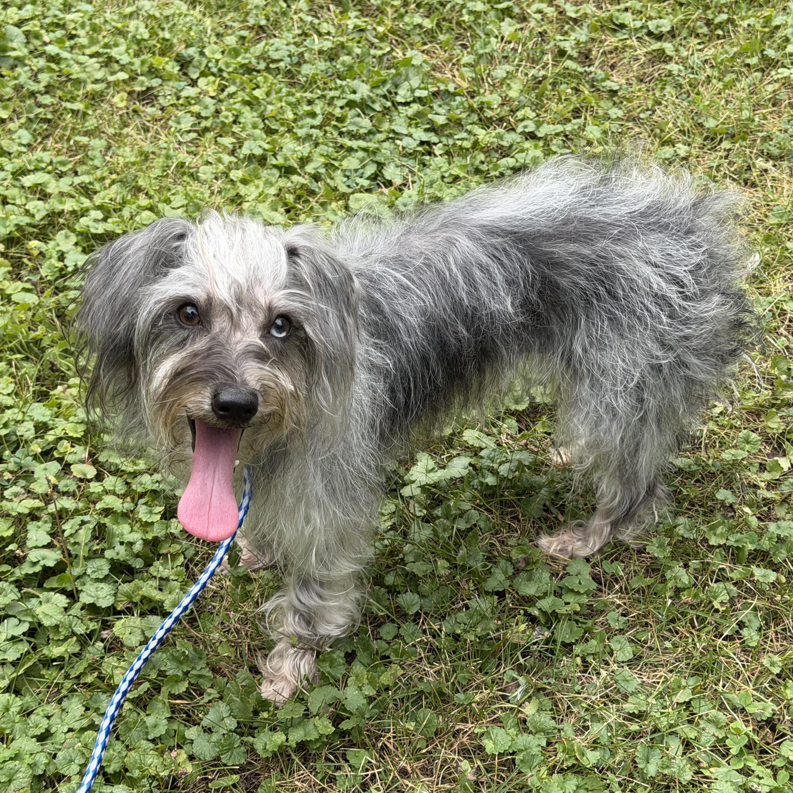 Moxie, an adopted mixed breed in Grosse Pointe Park, MI image 3/6