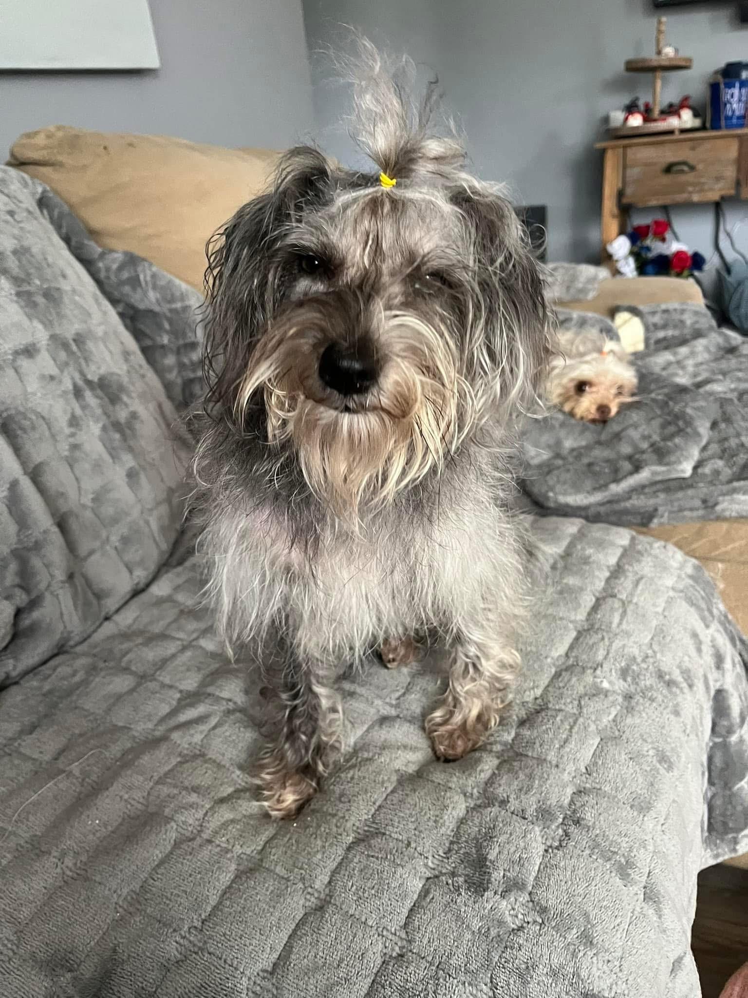Moxie, an adopted mixed breed in Grosse Pointe Park, MI image 4/6