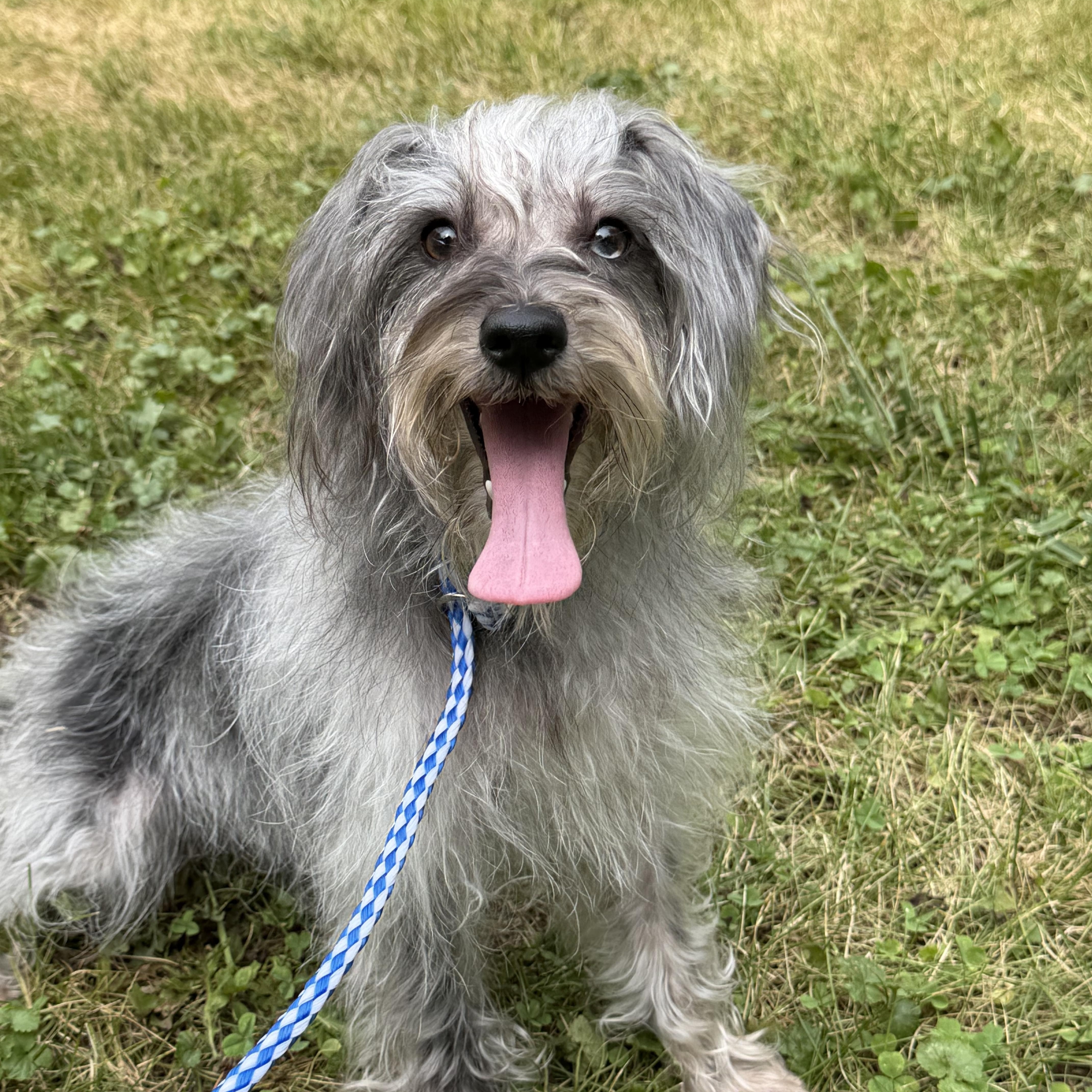 Moxie, adopted, Adult Female Dachshund (Long Haired).