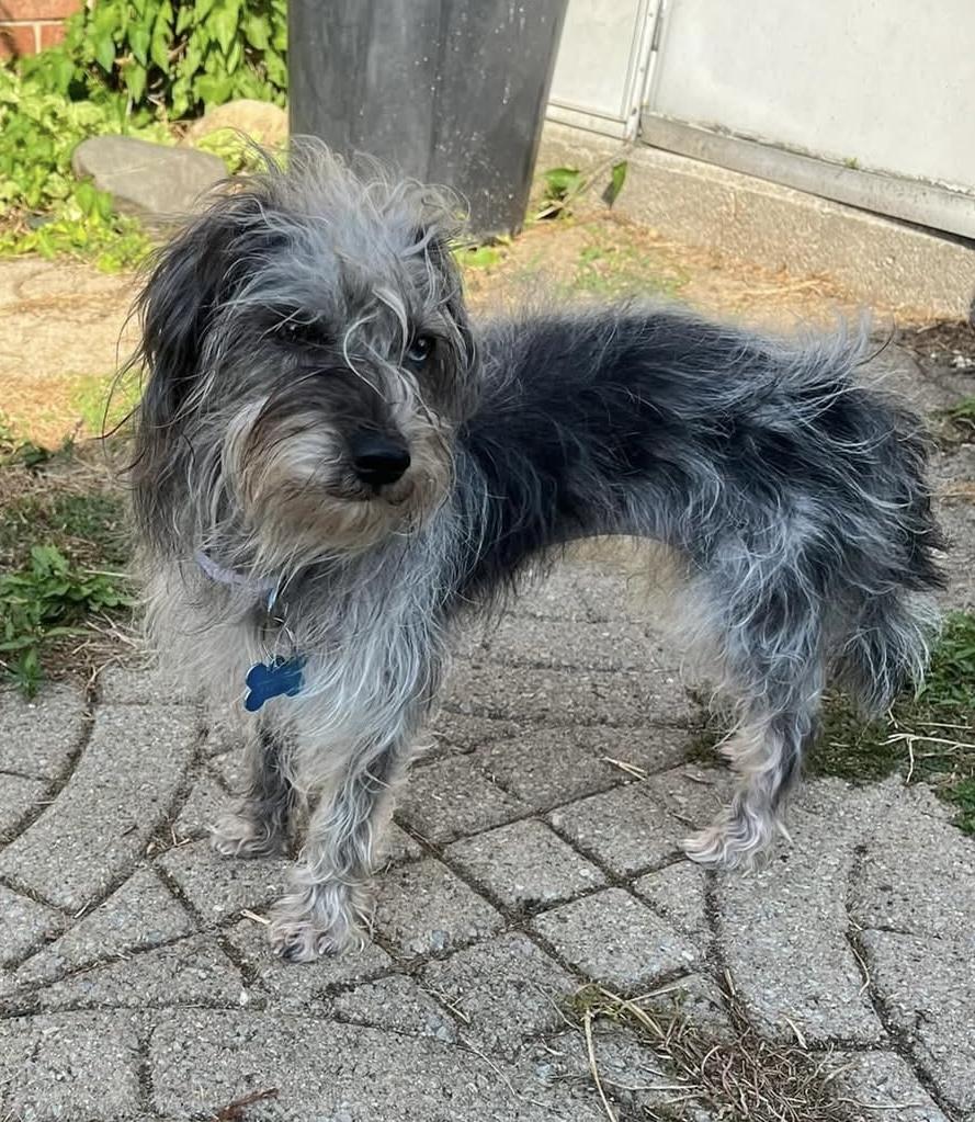 Moxie, an adopted mixed breed in Grosse Pointe Park, MI image 6/6