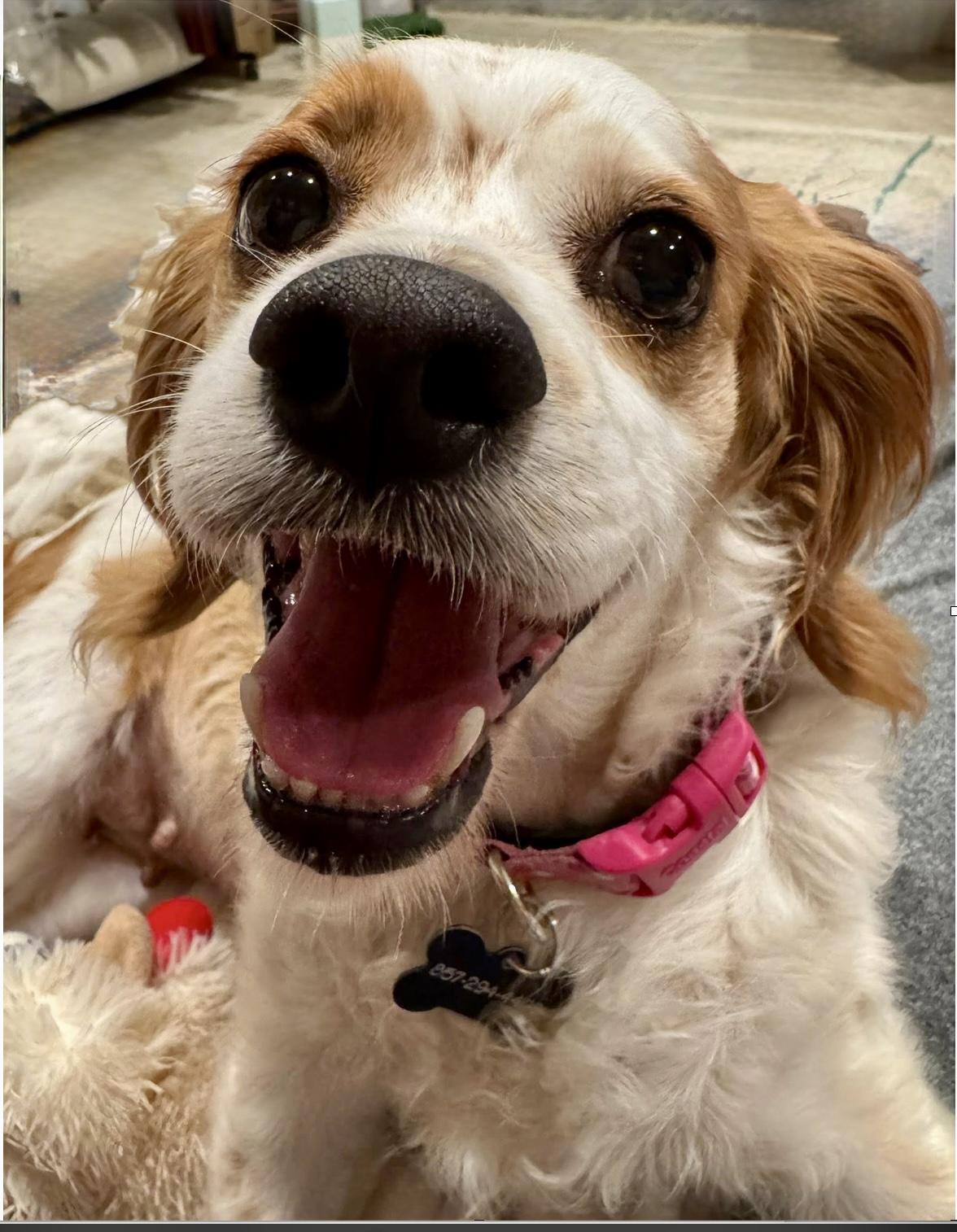 Enlarge Halsey, a Adopted mixed breed in Cape Coral, FL image 1/6