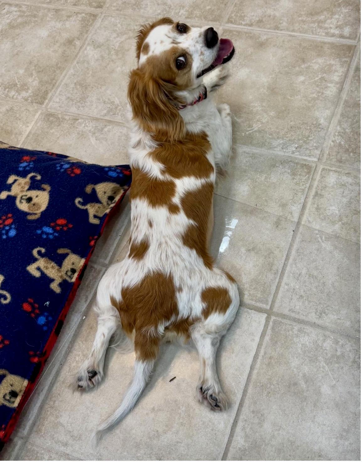 Enlarge Halsey, a Adopted mixed breed in Cape Coral, FL image 2/6