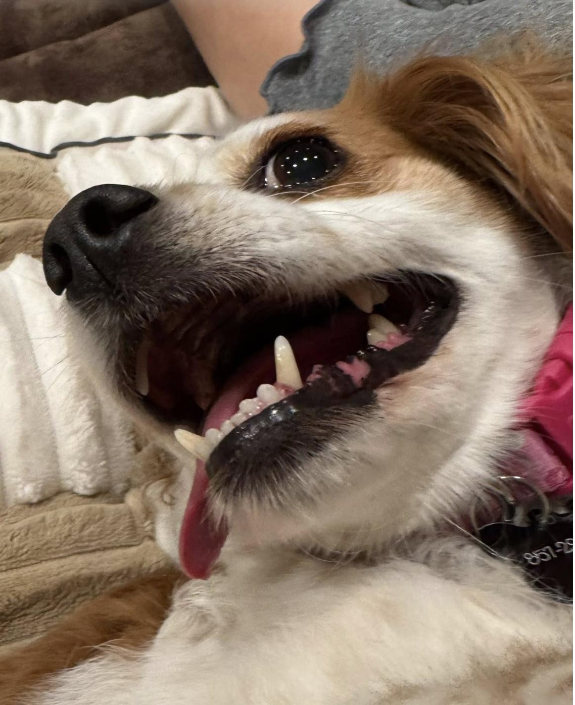 Enlarge Halsey, a Adopted mixed breed in Cape Coral, FL image 3/6