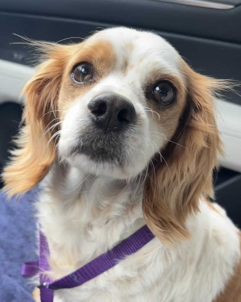 Enlarge Halsey, a Adopted mixed breed in Cape Coral, FL image 4/6