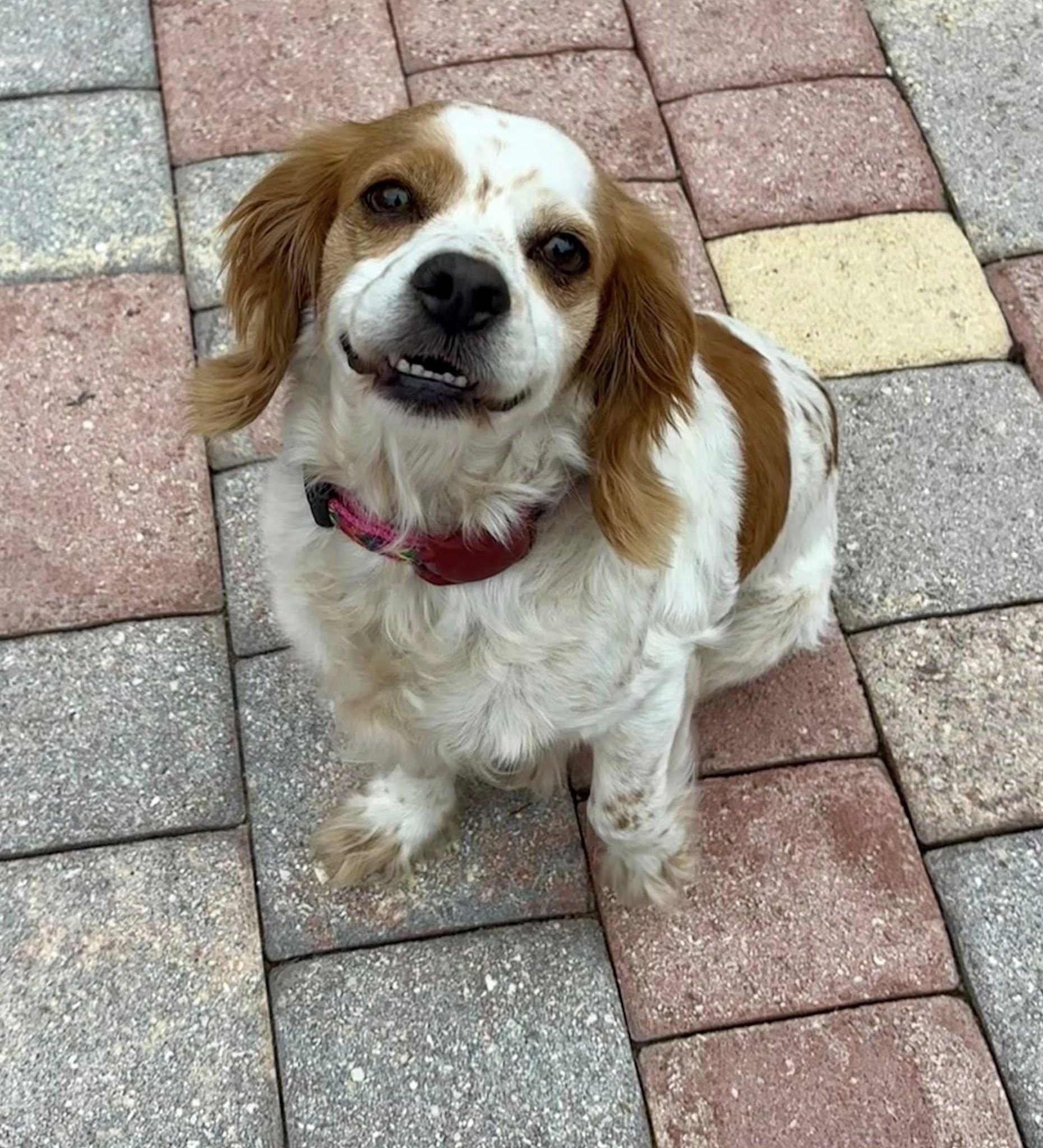 Enlarge Halsey, a Adopted mixed breed in Cape Coral, FL image 5/6