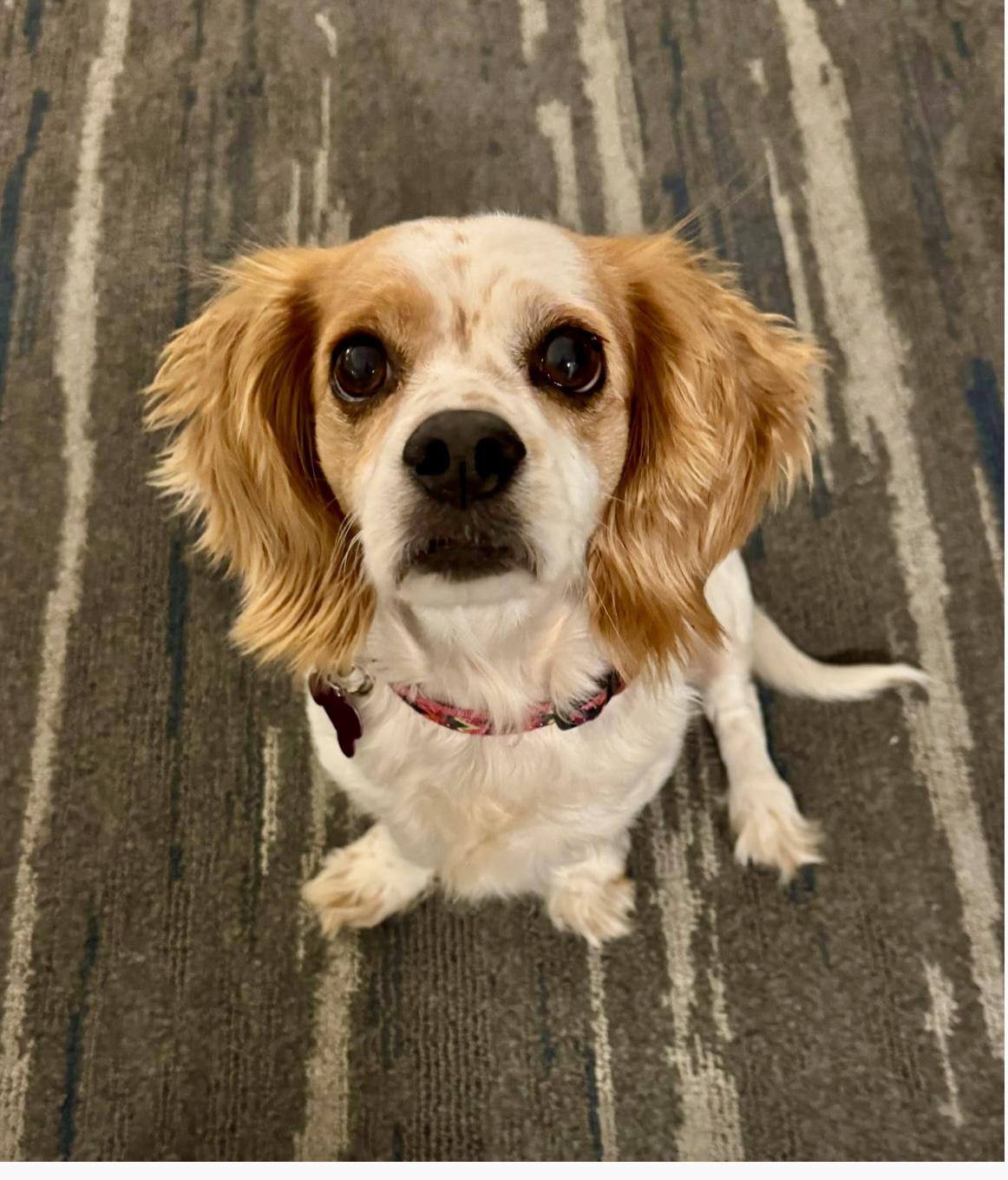 Enlarge Halsey, a Adopted mixed breed in Cape Coral, FL image 6/6