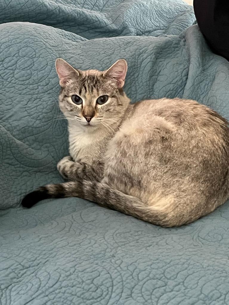 Enlarge Betsy Ann, a Adoptable mixed breed in Salt Lake City, UT image 3/6