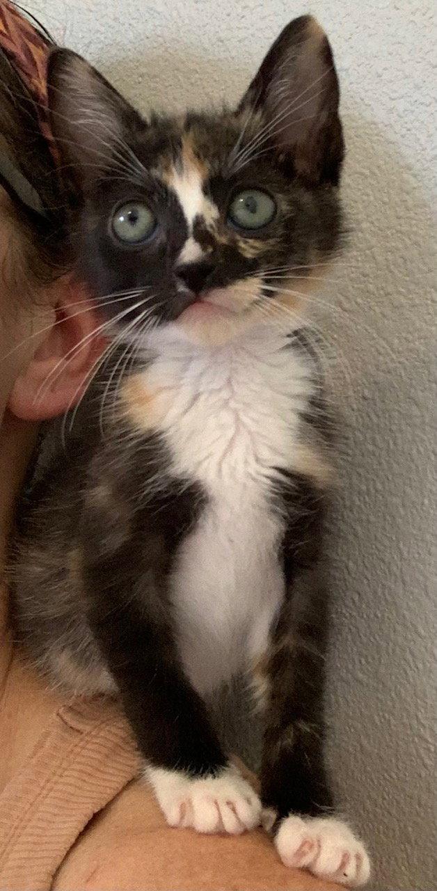 Pebbles (new), Adoptable, Kitten Female Domestic Short Hair.
