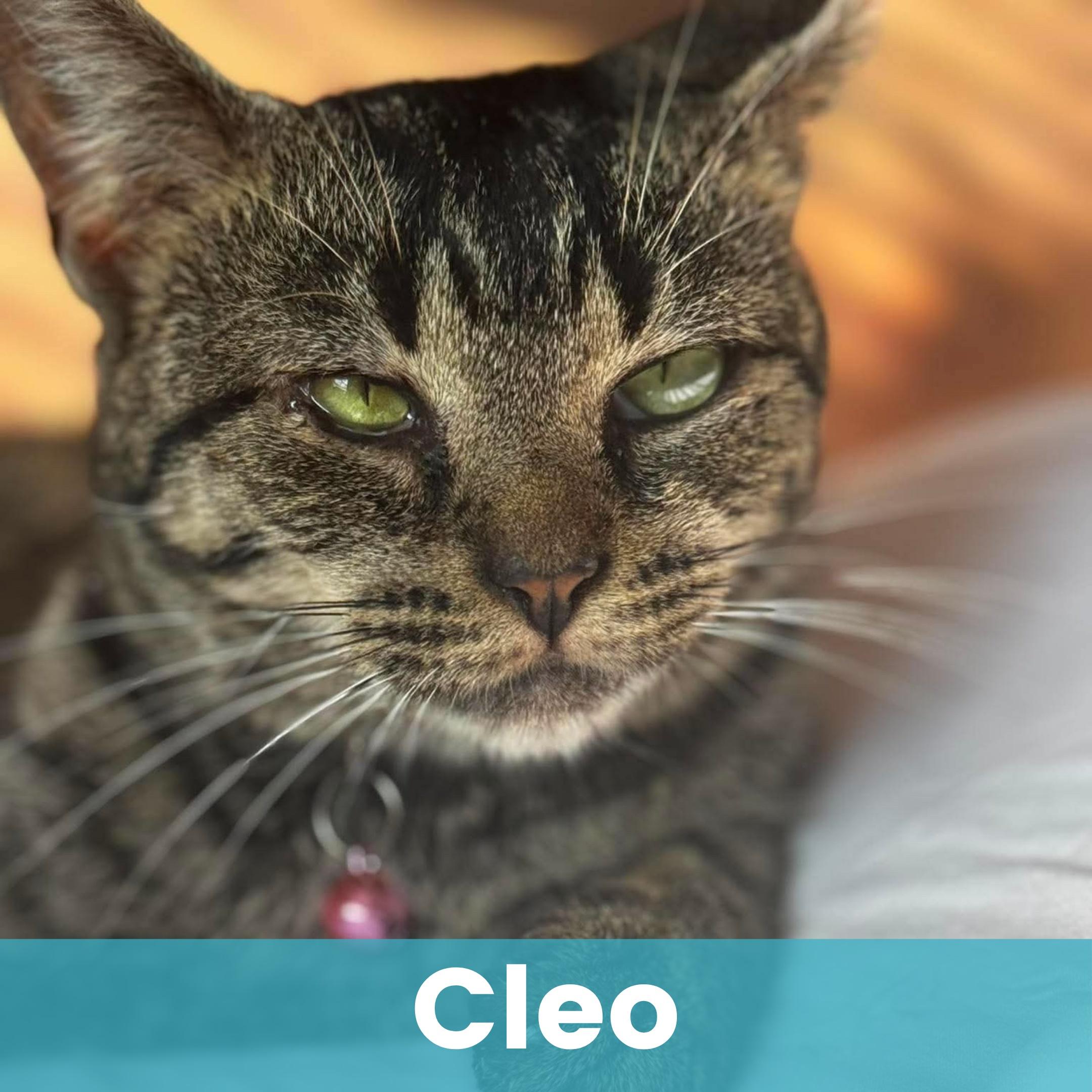 Enlarge Cleo, a Adoptable Domestic Short Hair in Rochester , NY image 1/6