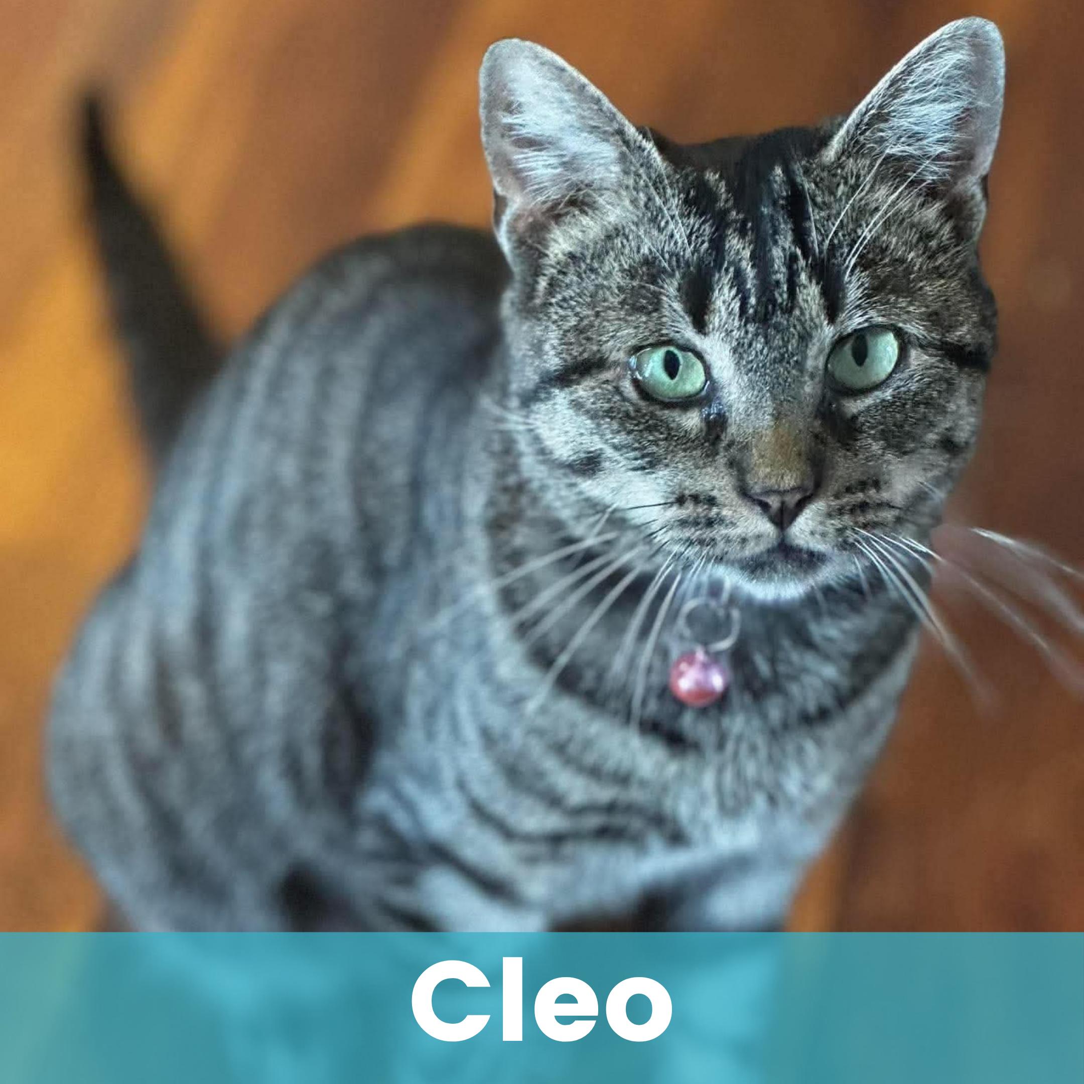 Cleo, Adoptable, Kitten Female Domestic Short Hair.