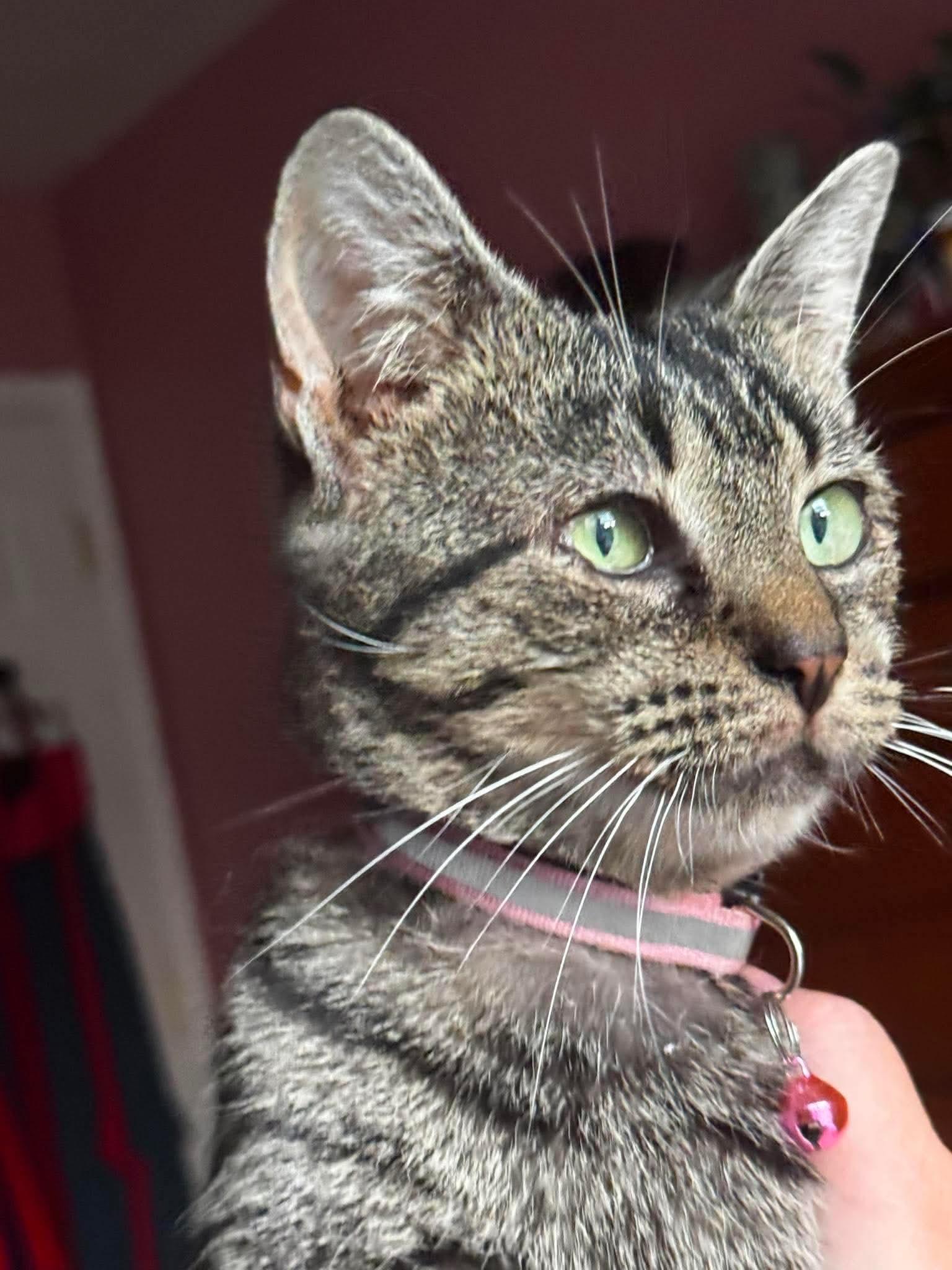 Enlarge Cleo, a Adoptable Domestic Short Hair in Rochester , NY image 3/6