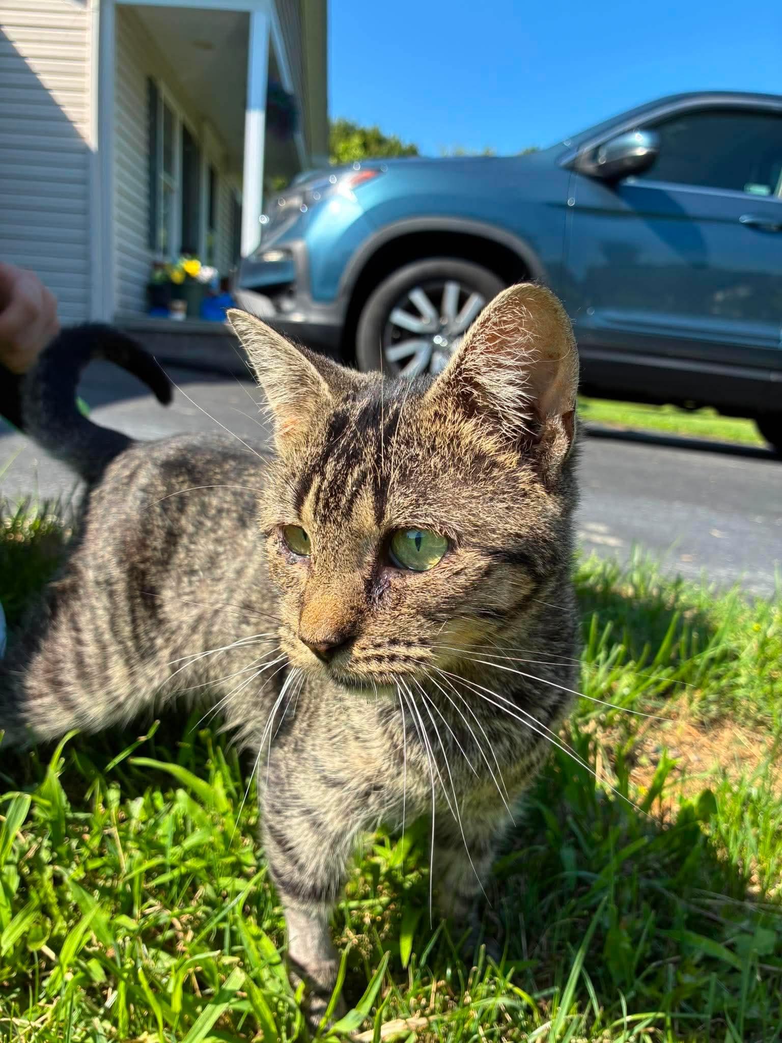 Enlarge Cleo, a Adoptable Domestic Short Hair in Rochester , NY image 5/6