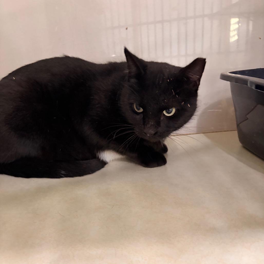 Enlarge Luna, a Adoptable Domestic Short Hair in Harlingen, TX image 1/1