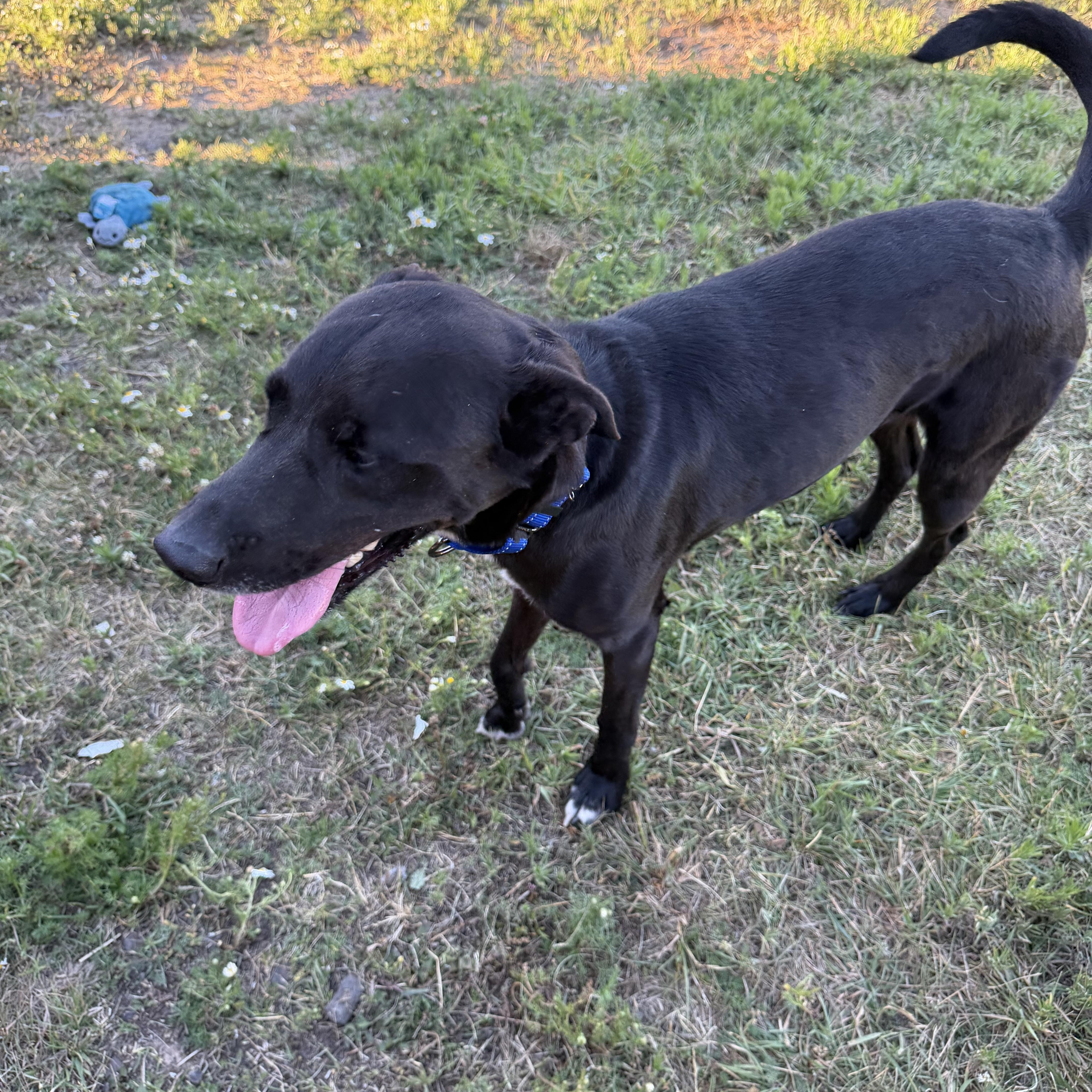 Enlarge Thumper, a Adoptable mixed breed in Plummer, ID image 2/2