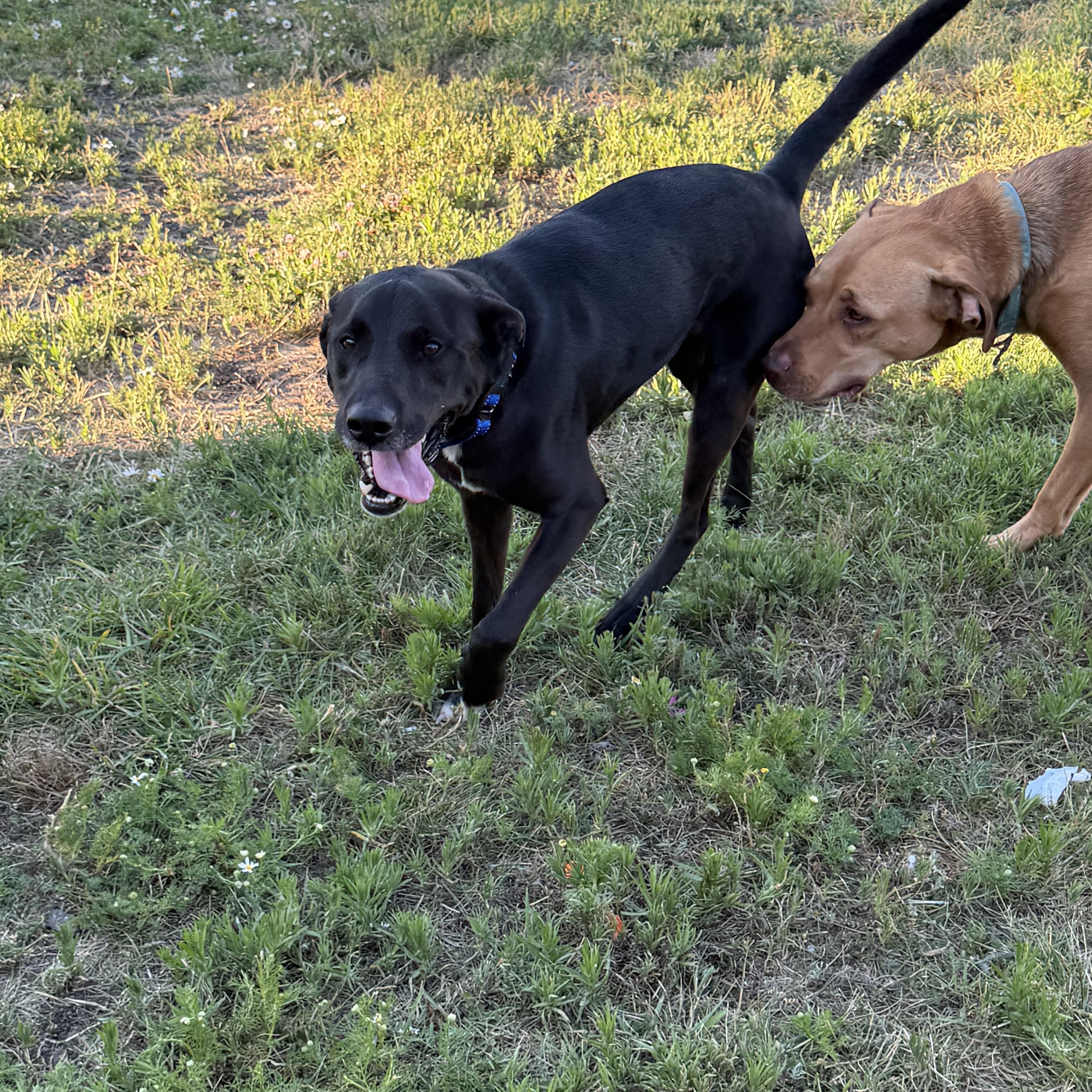 Enlarge Thumper, a Adoptable mixed breed in Plummer, ID image 1/2