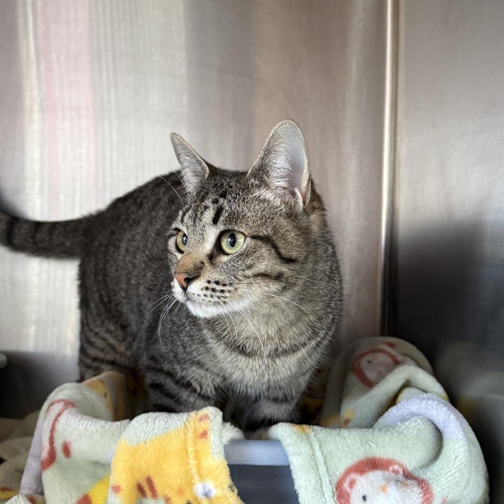 Iris, Adoptable, Young Female Domestic Short Hair.