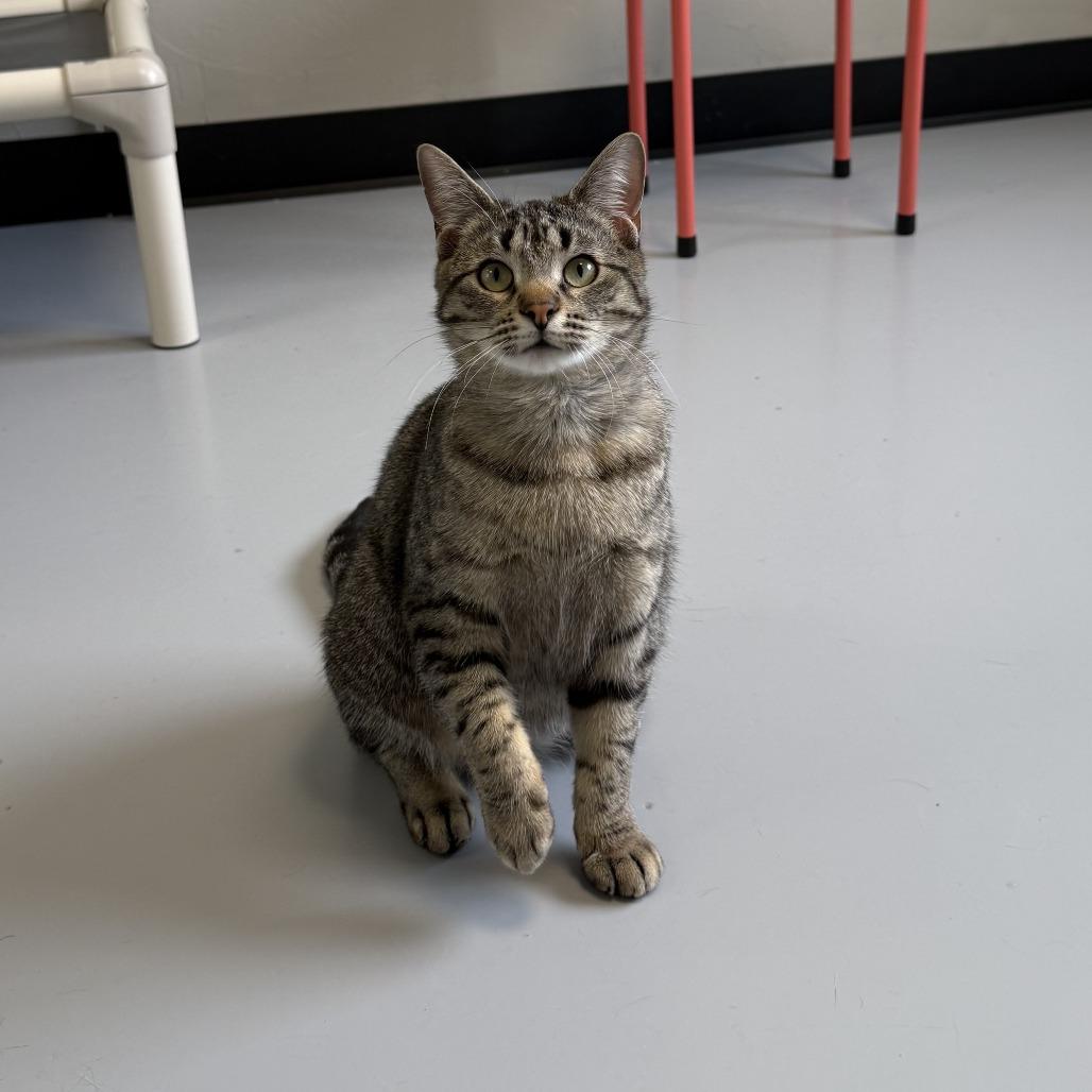 Enlarge Iris, a Adoptable Domestic Short Hair in Ponca City, OK image 2/6