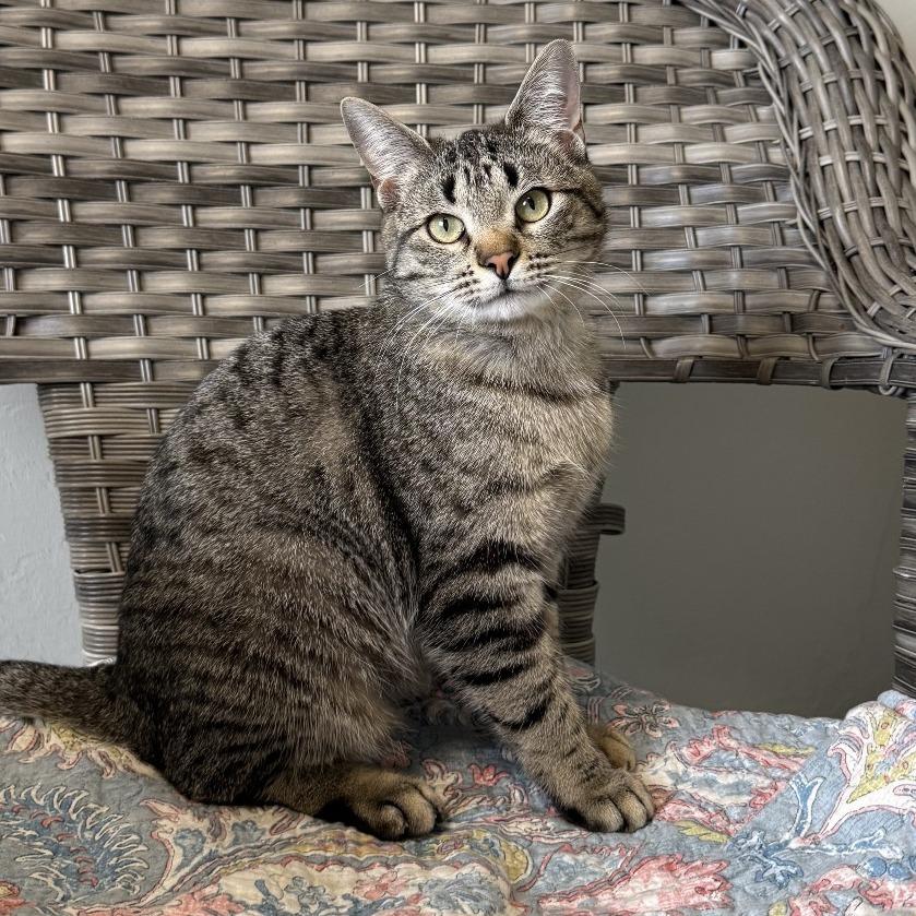 Enlarge Iris, a Adoptable Domestic Short Hair in Ponca City, OK image 4/6