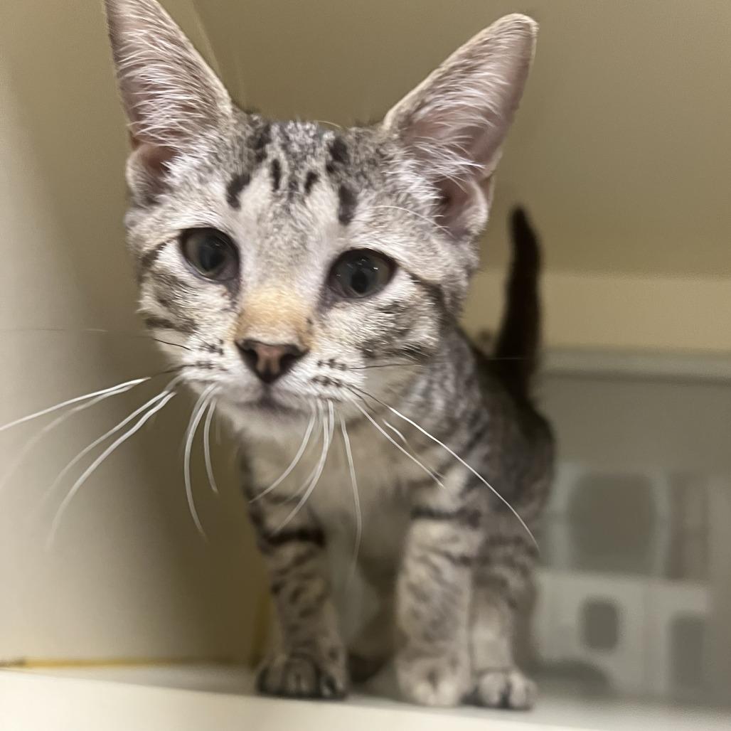 Enlarge Iris, a Adoptable Domestic Short Hair in Ponca City, OK image 2/3