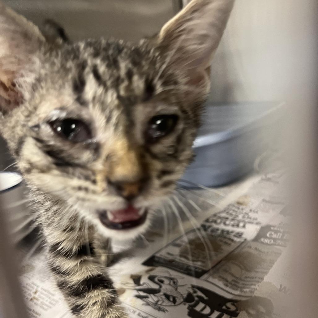 Enlarge Iris, a Adoptable Domestic Short Hair in Ponca City, OK image 3/3