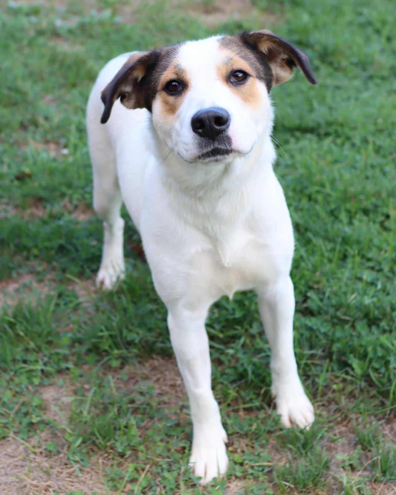 Dawn, Adoptable, Adult Female Retriever & Hound.