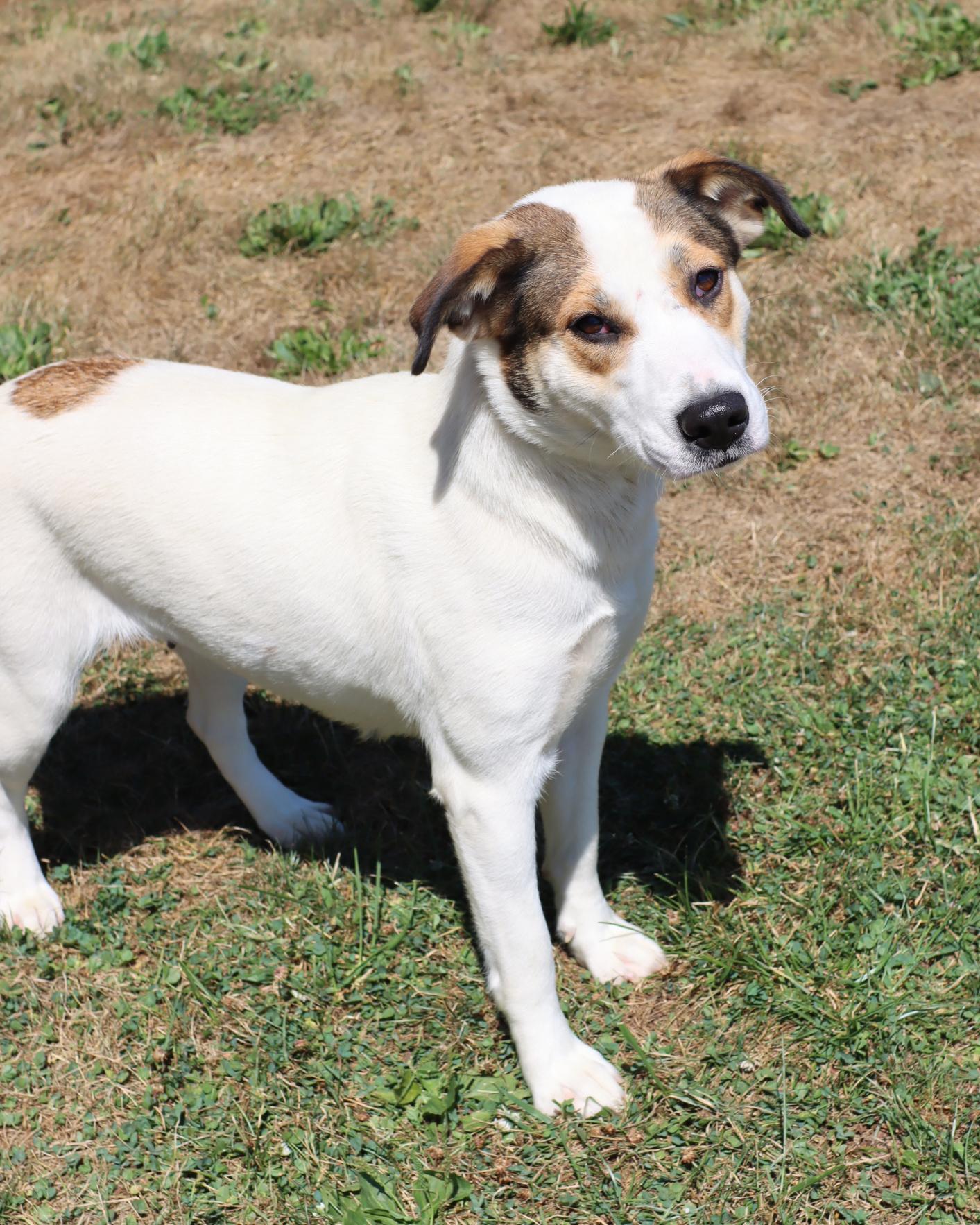 Enlarge Dawn, a Adoptable mixed breed in Lancaster, OH image 2/2