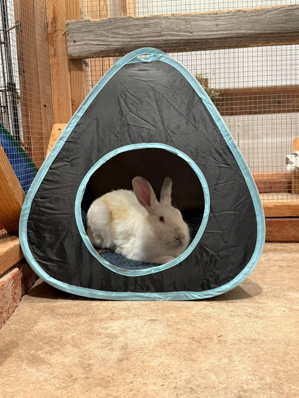 Noodles, Adoptable, Young Female American.