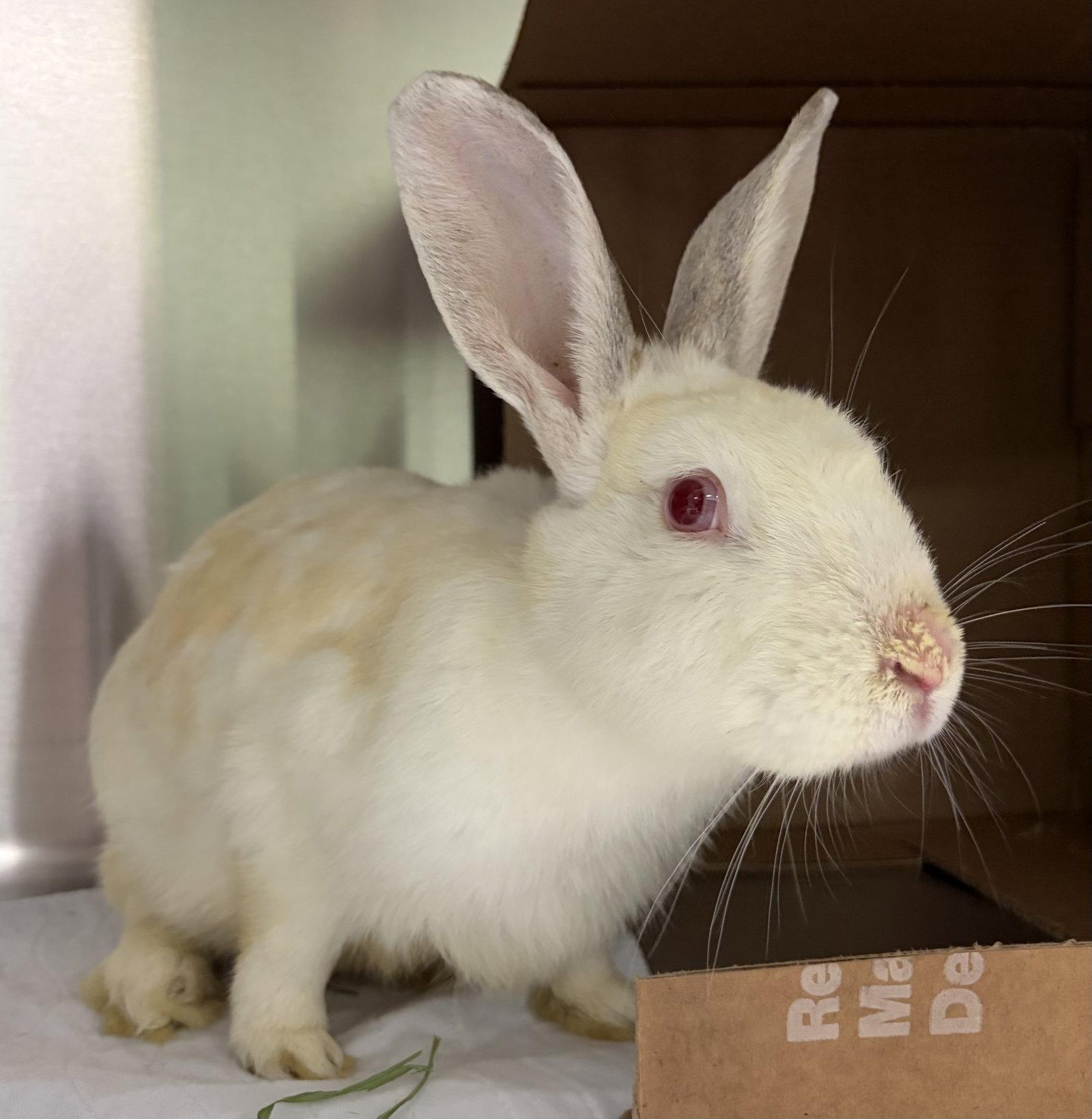 Enlarge Noodles, a Adoptable American in Oakland, CA image 1/1