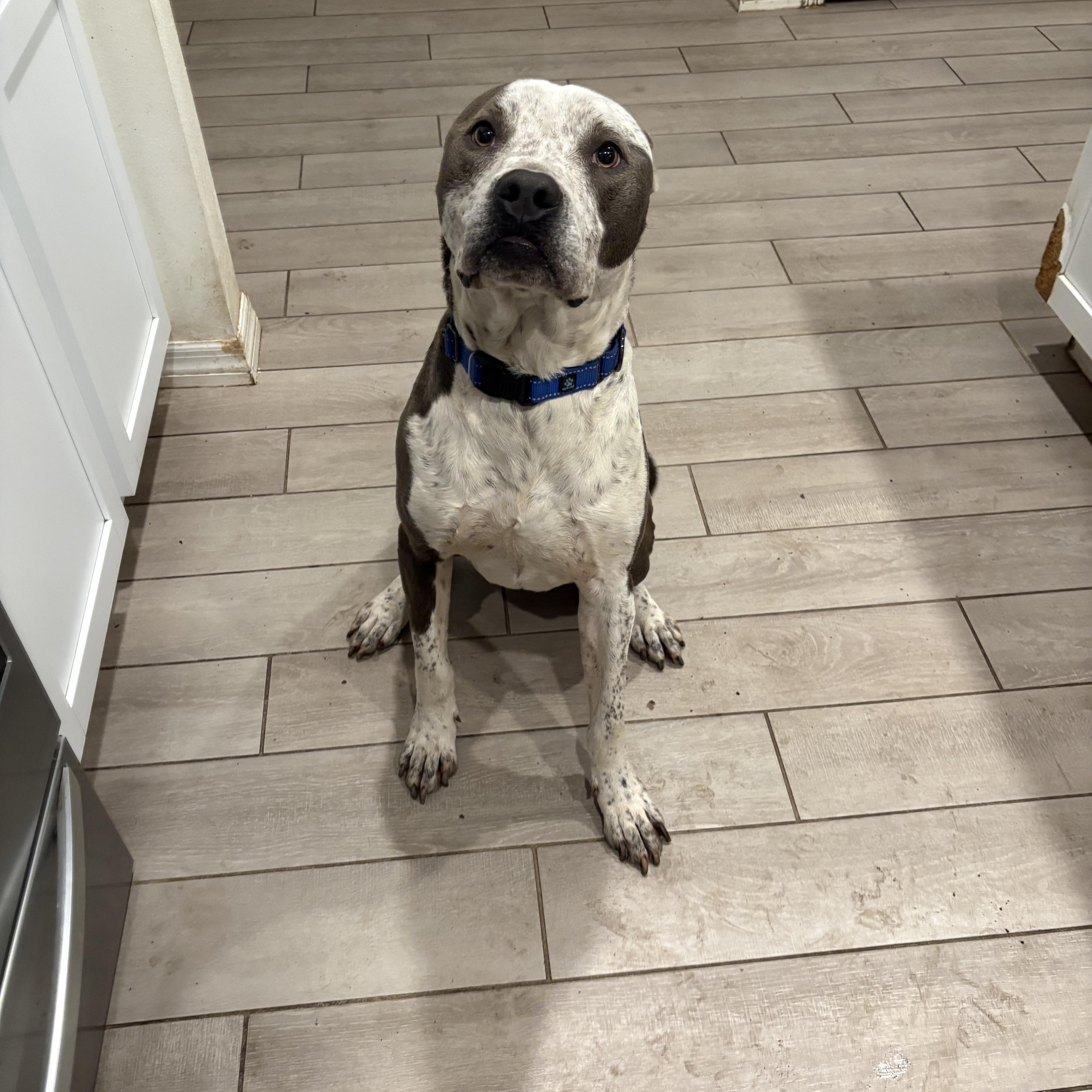 Enlarge Maui, a ADOPTABLE mixed breed in Gainesville, FL image 3/3