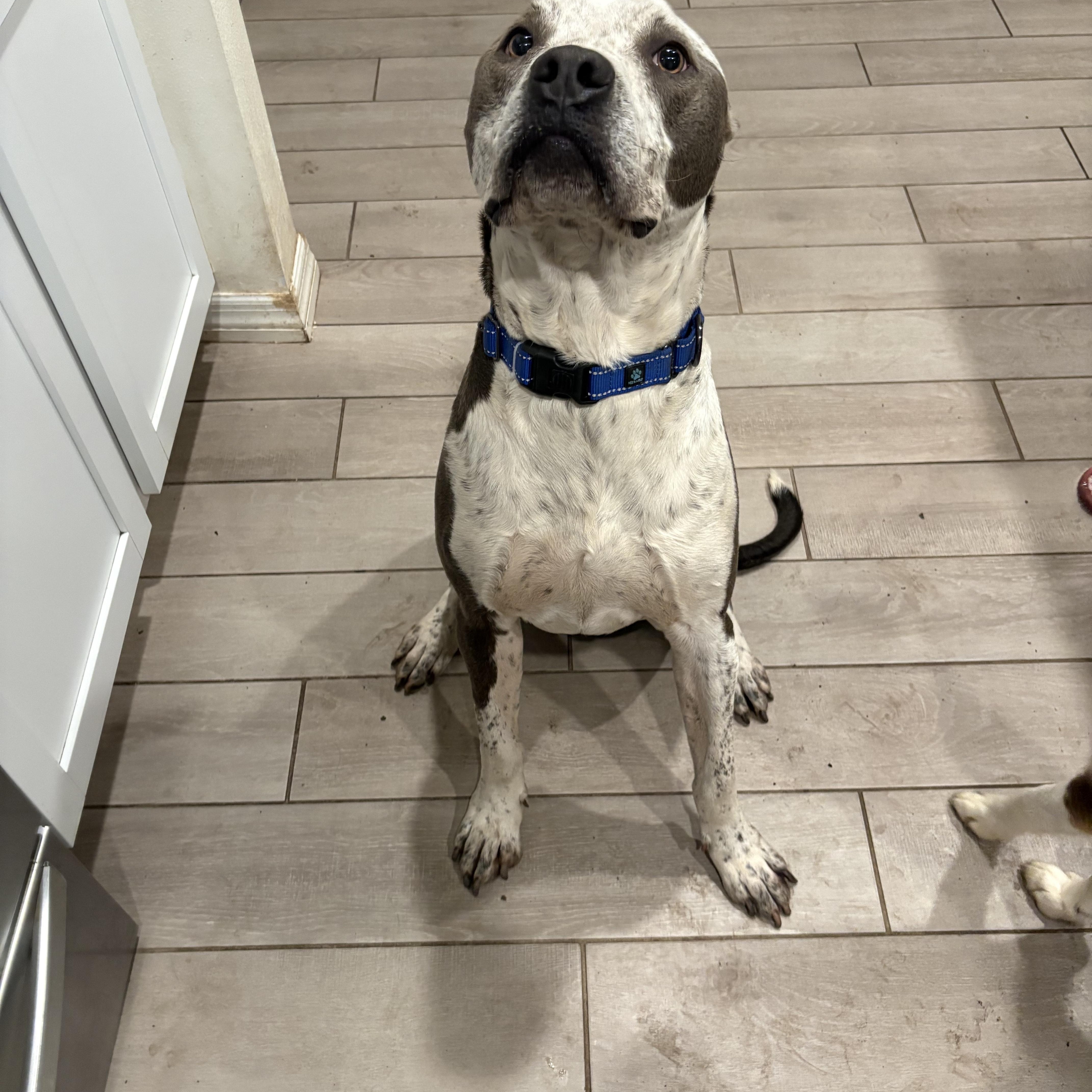 Enlarge Maui, a ADOPTABLE mixed breed in Gainesville, FL image 2/3