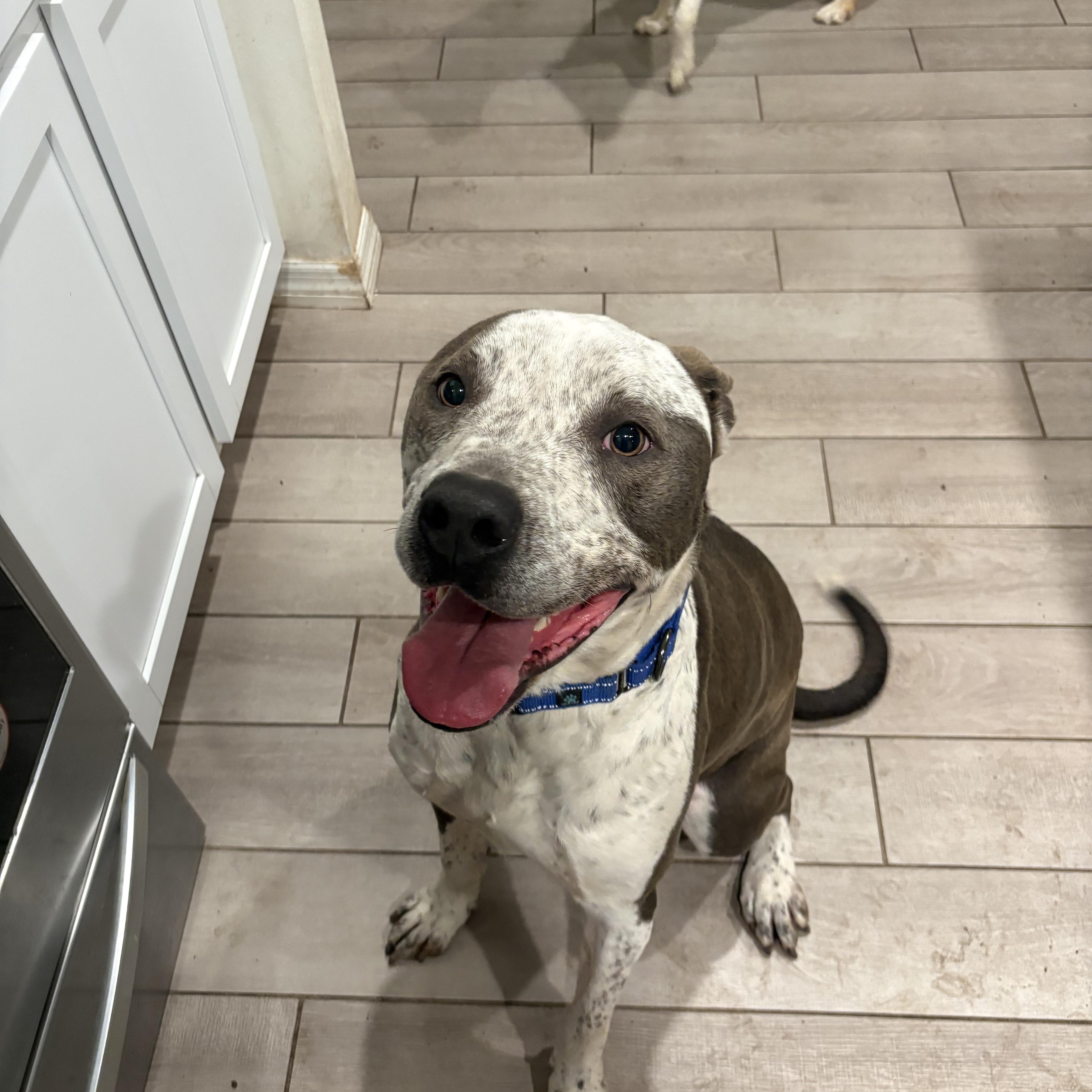 Enlarge Maui, a ADOPTABLE mixed breed in Gainesville, FL image 1/3