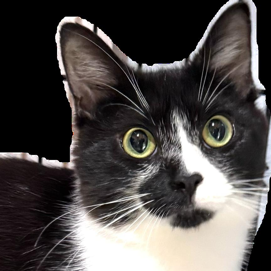 Buttons, Adoptable, Young Female Domestic Short Hair.
