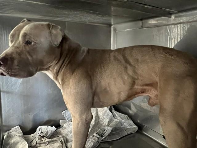 YELLOW, Adoptable, Adult Male Pit Bull Terrier.