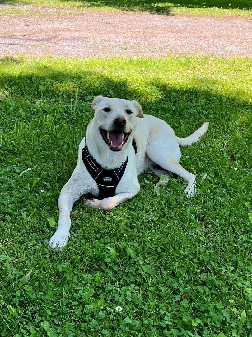 Mallard, an adopted Labrador Retriever in Weybridge, VT image 2/6