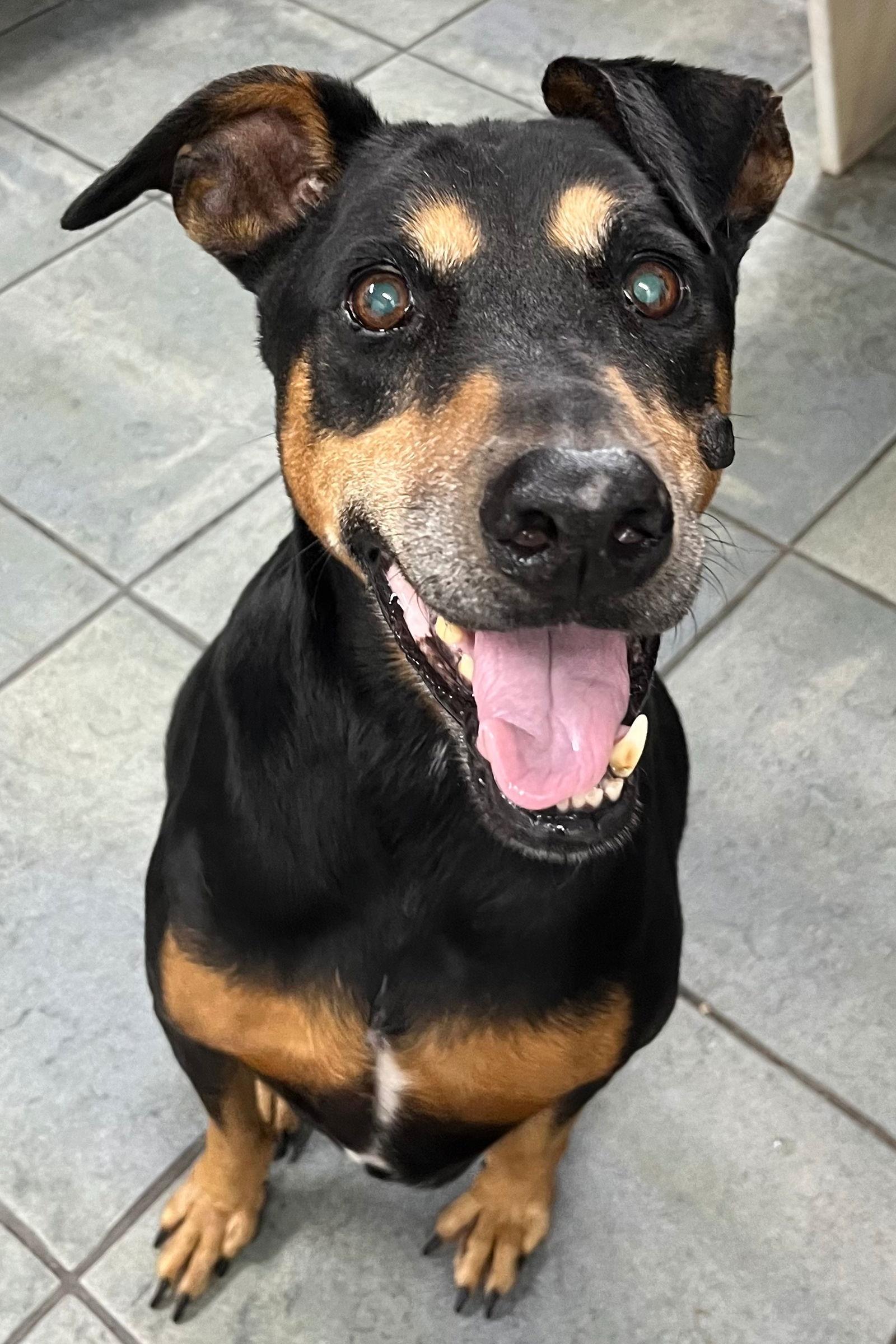 Enlarge Maisey 3434, a Adopted Doberman Pinscher in Oakland Park, FL image 2/3