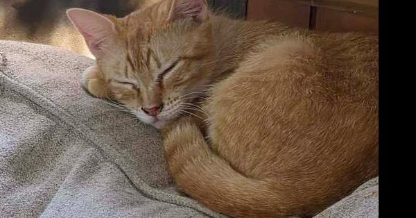 Enlarge Jackie, a Adoptable Domestic Short Hair in Scott, LA image 3/3