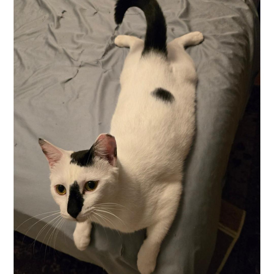 Lily & Daisy - sweetest mom and daughter, a Adoptable Domestic Short Hair in Brooklyn, NY image 4/6