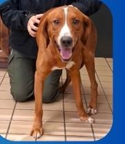 Copper, an adopted mixed breed in Sheboygan, WI image 1/2