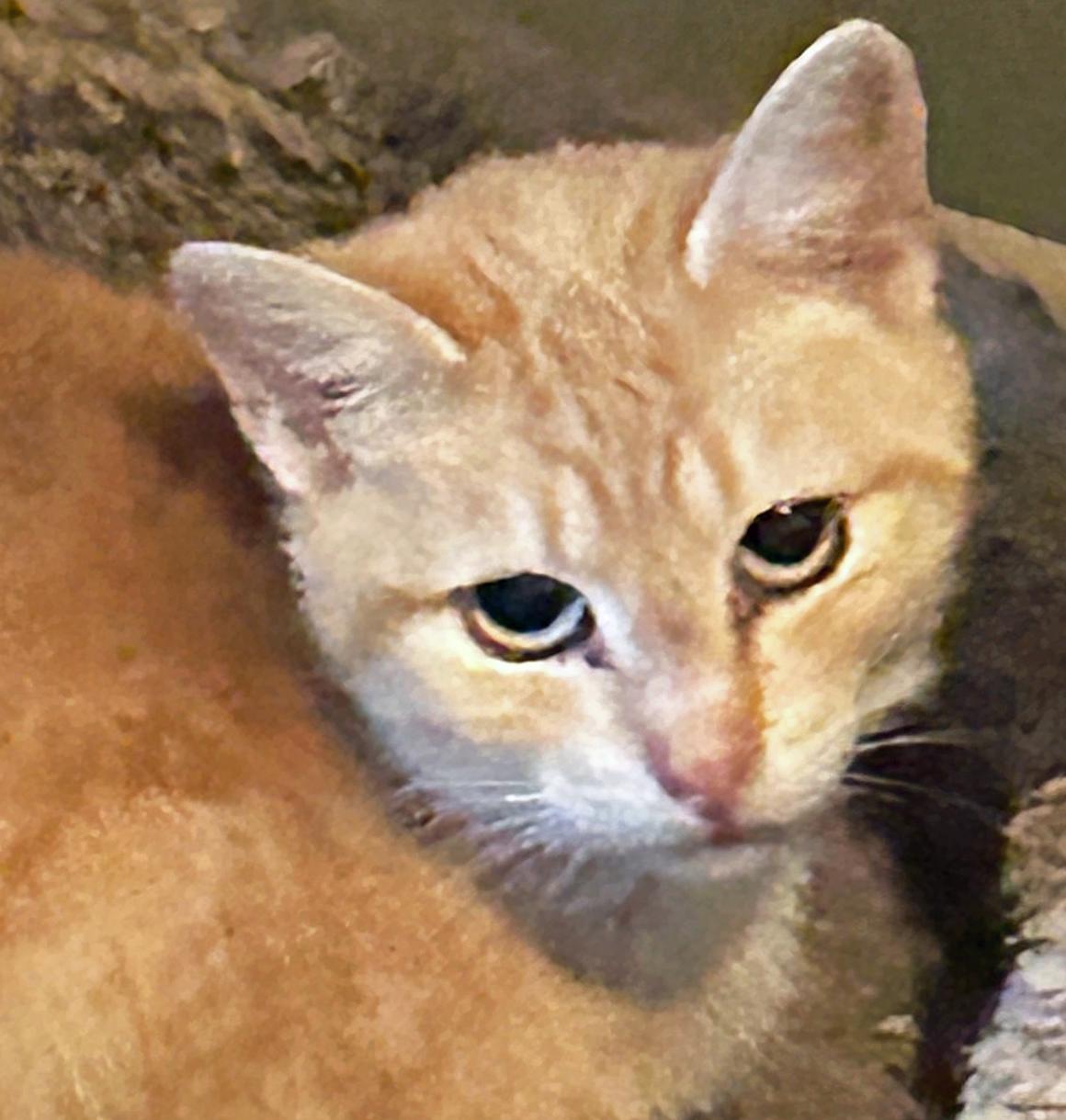PK - Punkin, ADOPTABLE, Senior Female Tabby.