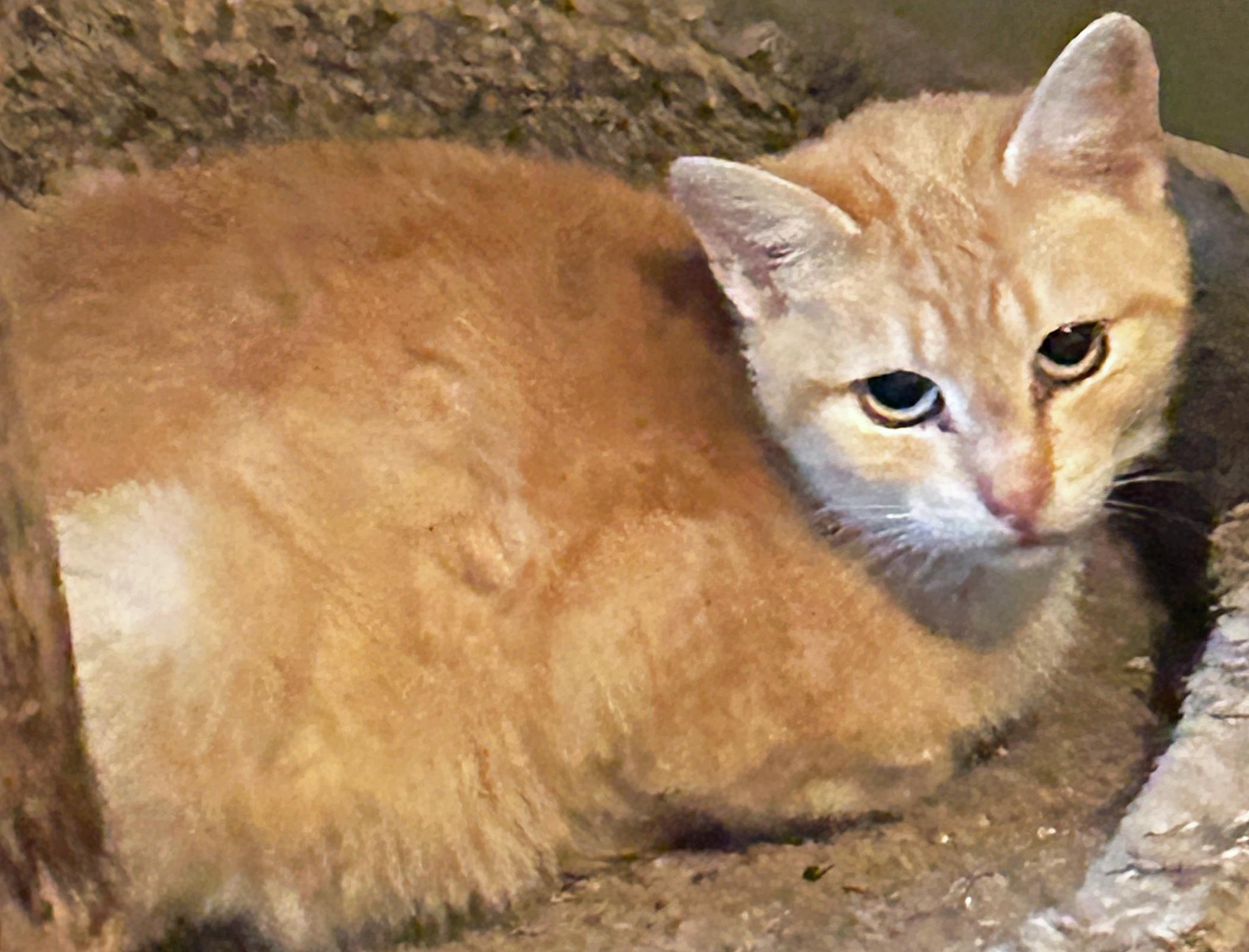 Enlarge PK - Punkin, a ADOPTABLE Tabby in Salem, OR image 2/2