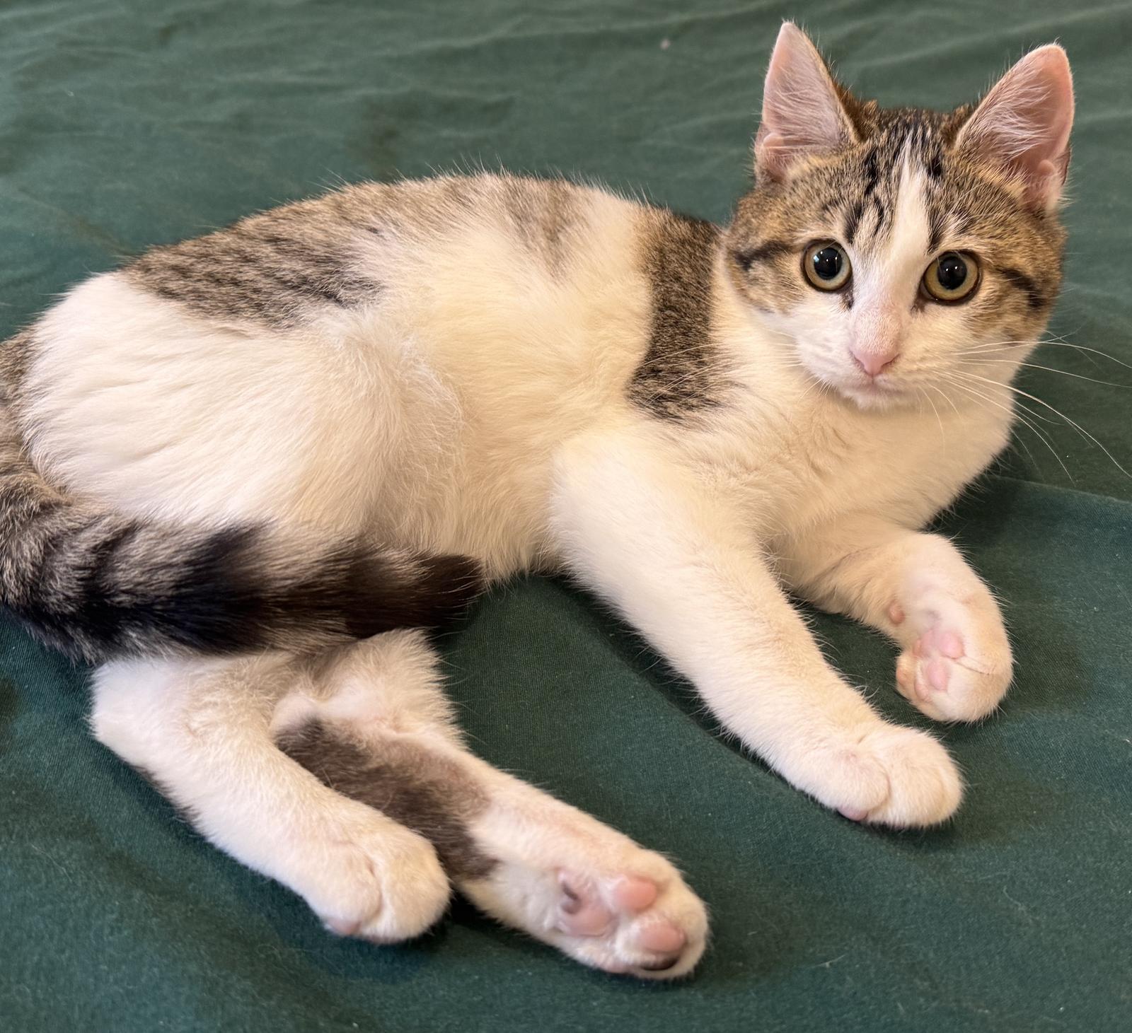 Enlarge Whimsicott, a Adoptable Domestic Short Hair in Colorado Springs, CO image 2/2