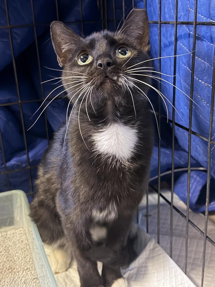 Lucy, Adoptable, Adult Female Domestic Medium Hair.