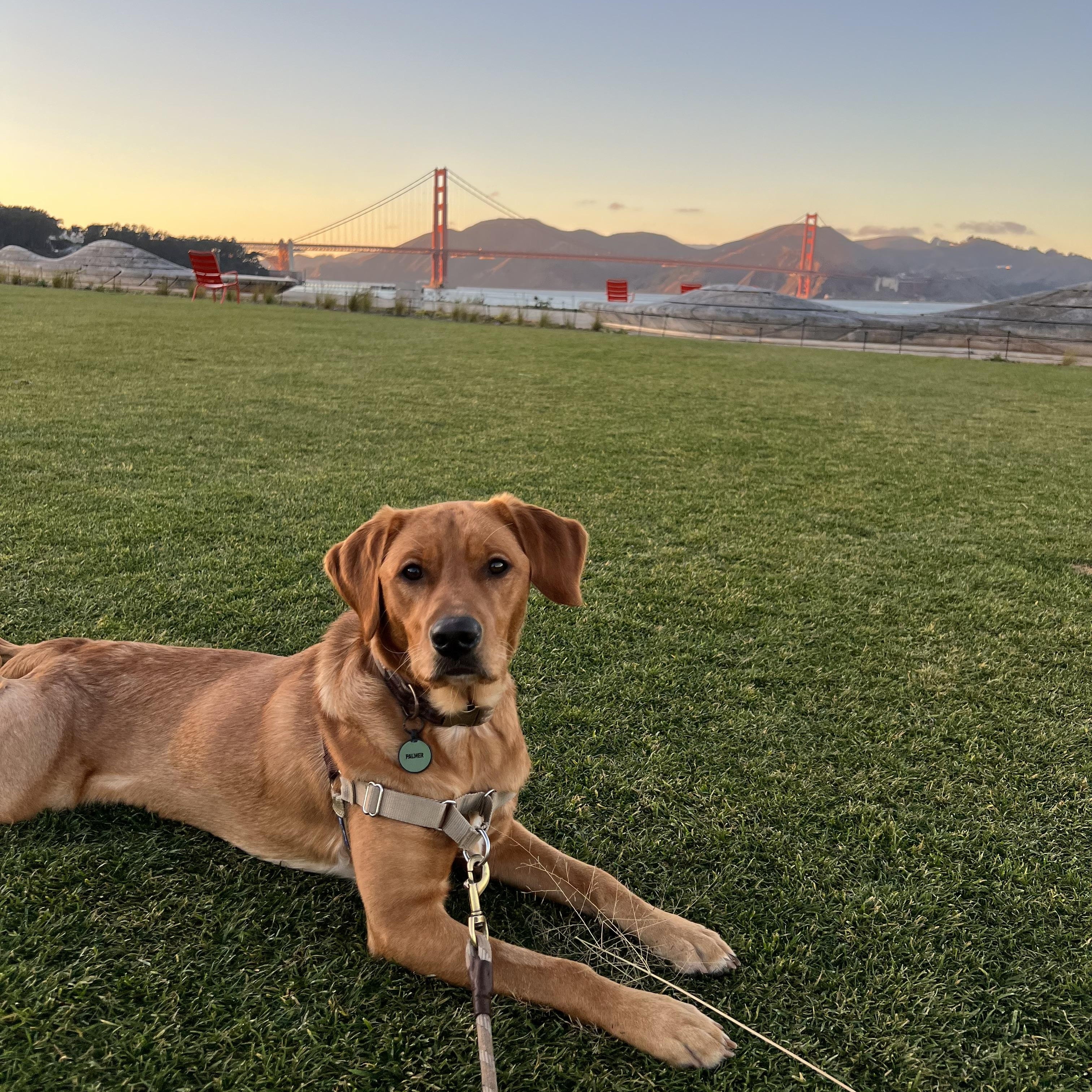 Enlarge Palmer, a ADOPTABLE mixed breed in San Francisco, CA image 2/4