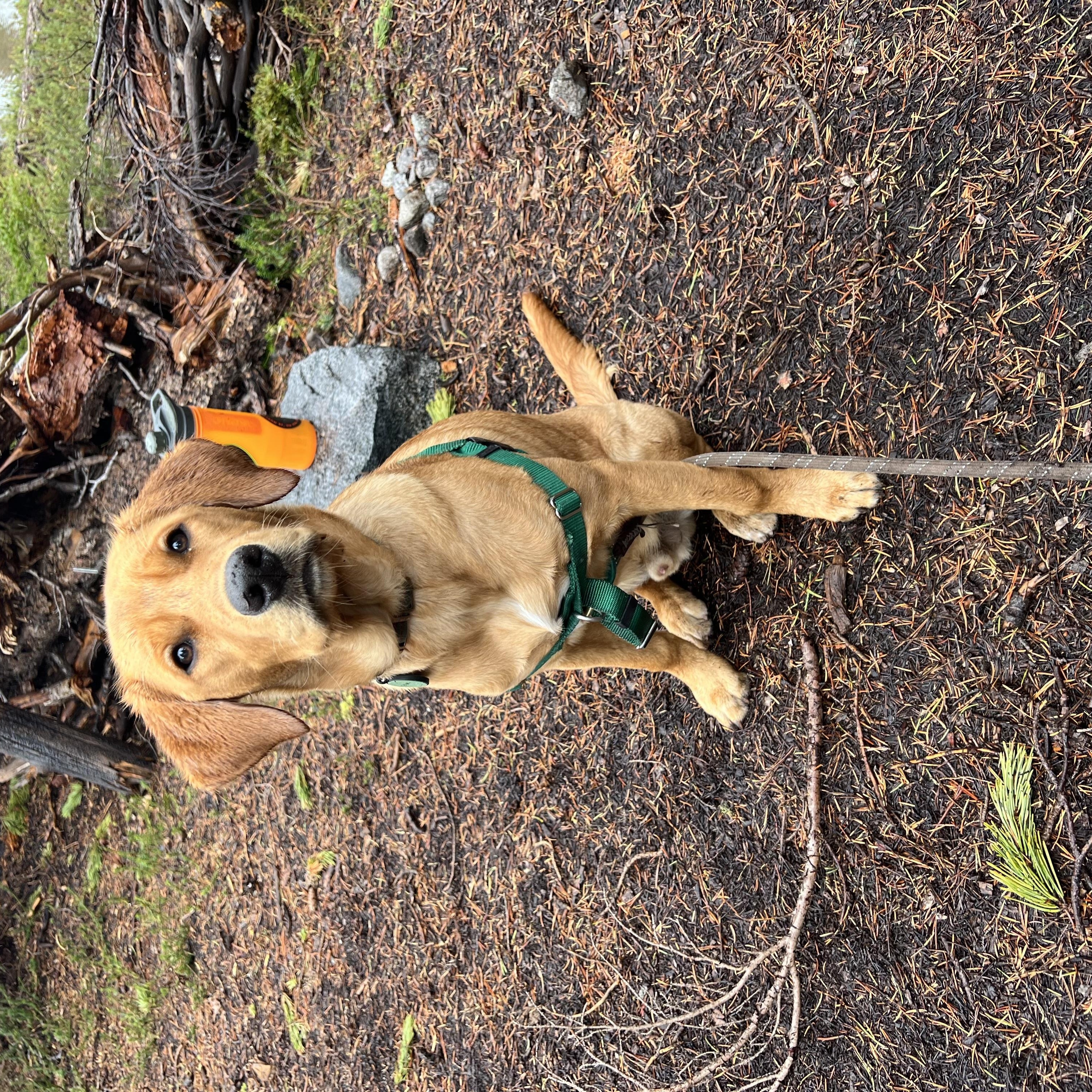 Enlarge Palmer, a ADOPTABLE mixed breed in San Francisco, CA image 4/4