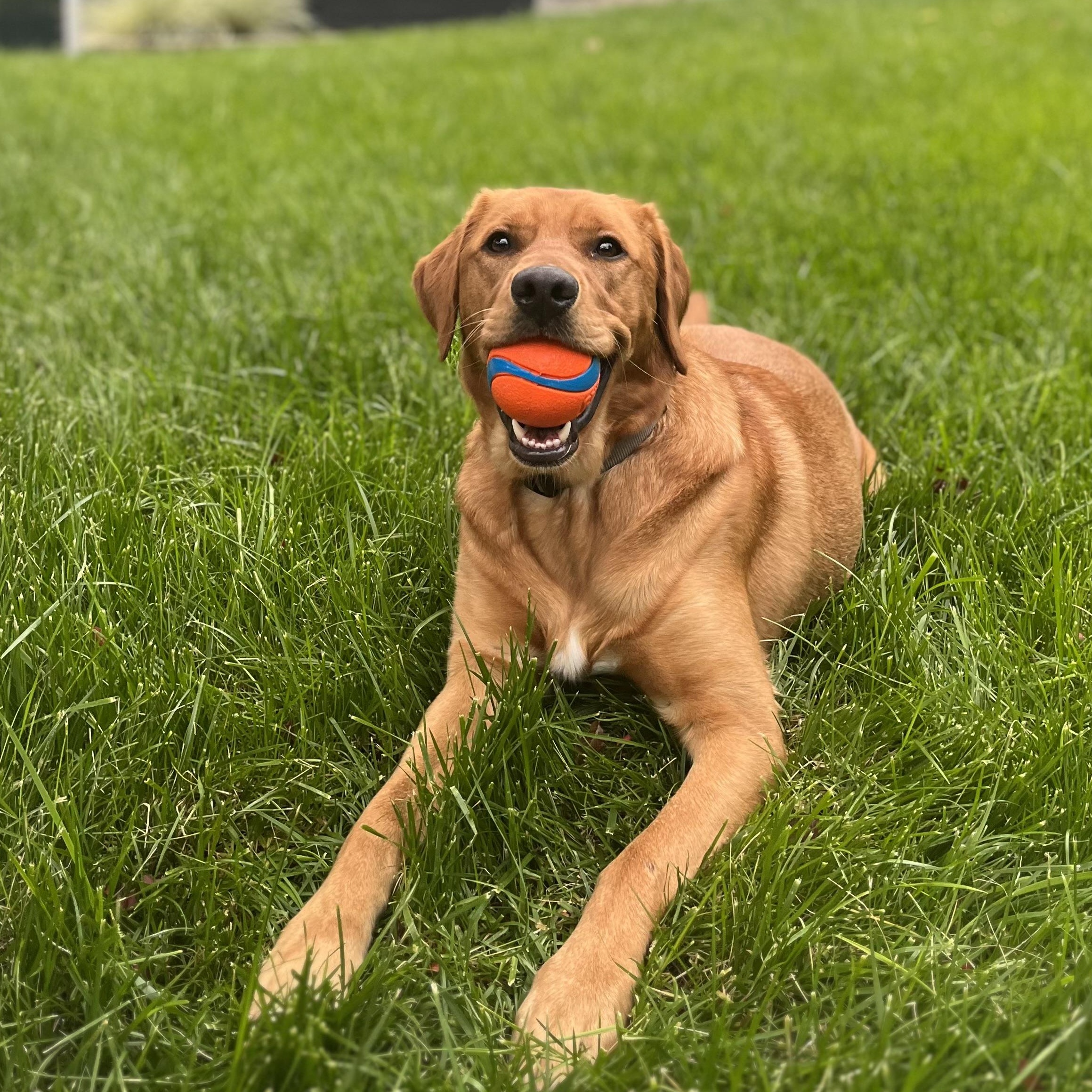 Enlarge Palmer, a ADOPTABLE mixed breed in San Francisco, CA image 1/4