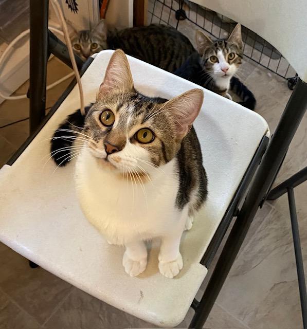 Pancho, adoptable, Young Male Domestic Short Hair.