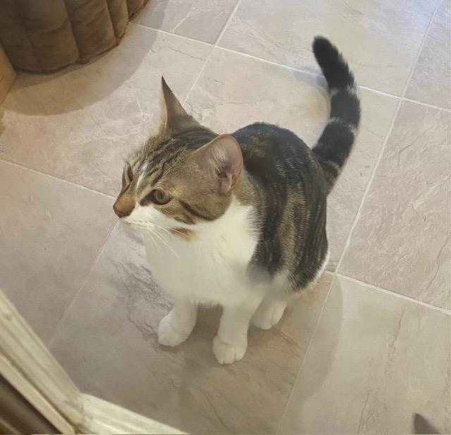 Pancho, an adoptable Domestic Short Hair in Fort Worth, TX image 2/5