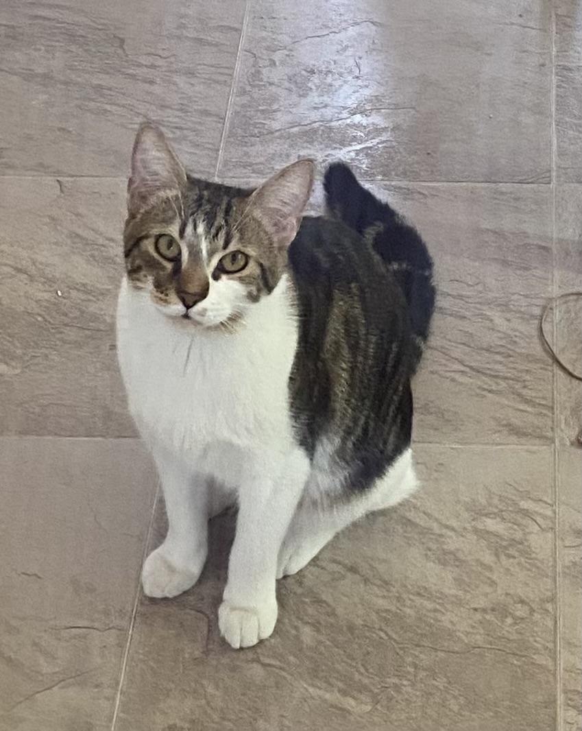 Pancho, an adoptable Domestic Short Hair in Fort Worth, TX image 4/5