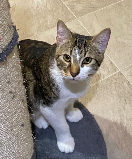 Pancho, an adoptable Domestic Short Hair in Fort Worth, TX image 5/5